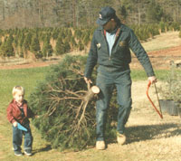 Photo of father and daughter dragging a tree